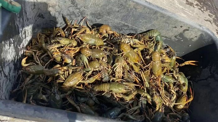 ������������ ����������� ��������� �� �������  2,5 ����� �����