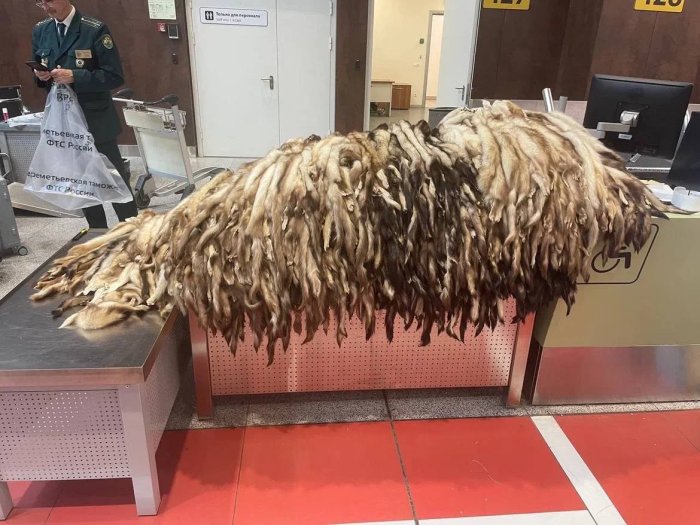 ����������� ��������� ������� �������  900 ���� ������ � �����